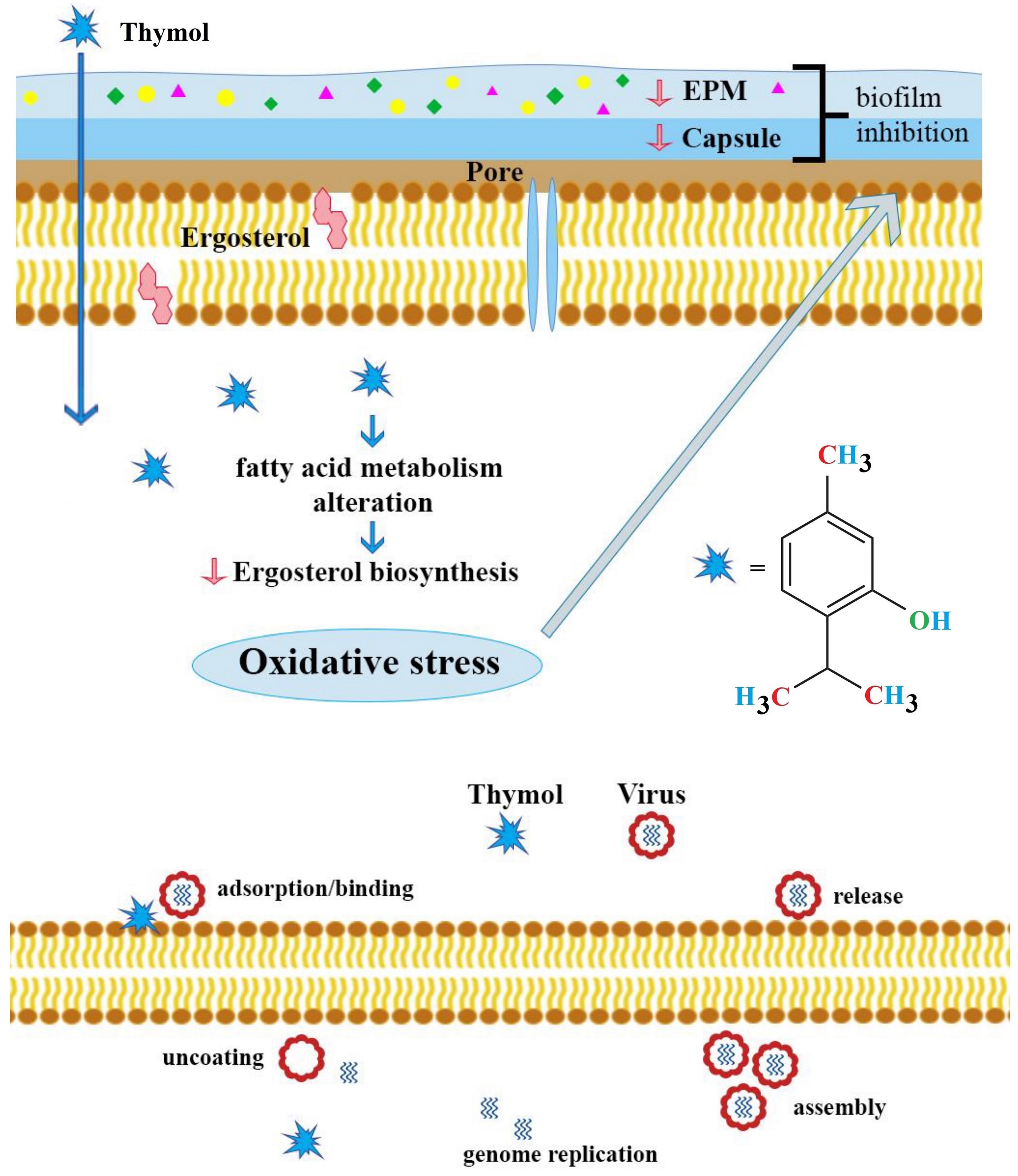 Antimicrobial, anticancer, antidiabetic, antineurodegenerative, and antirheumatic activities of thymol: clarification of mechanisms 